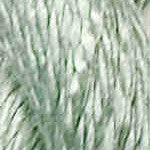 Vineyard Silk C-147 Bokchoy